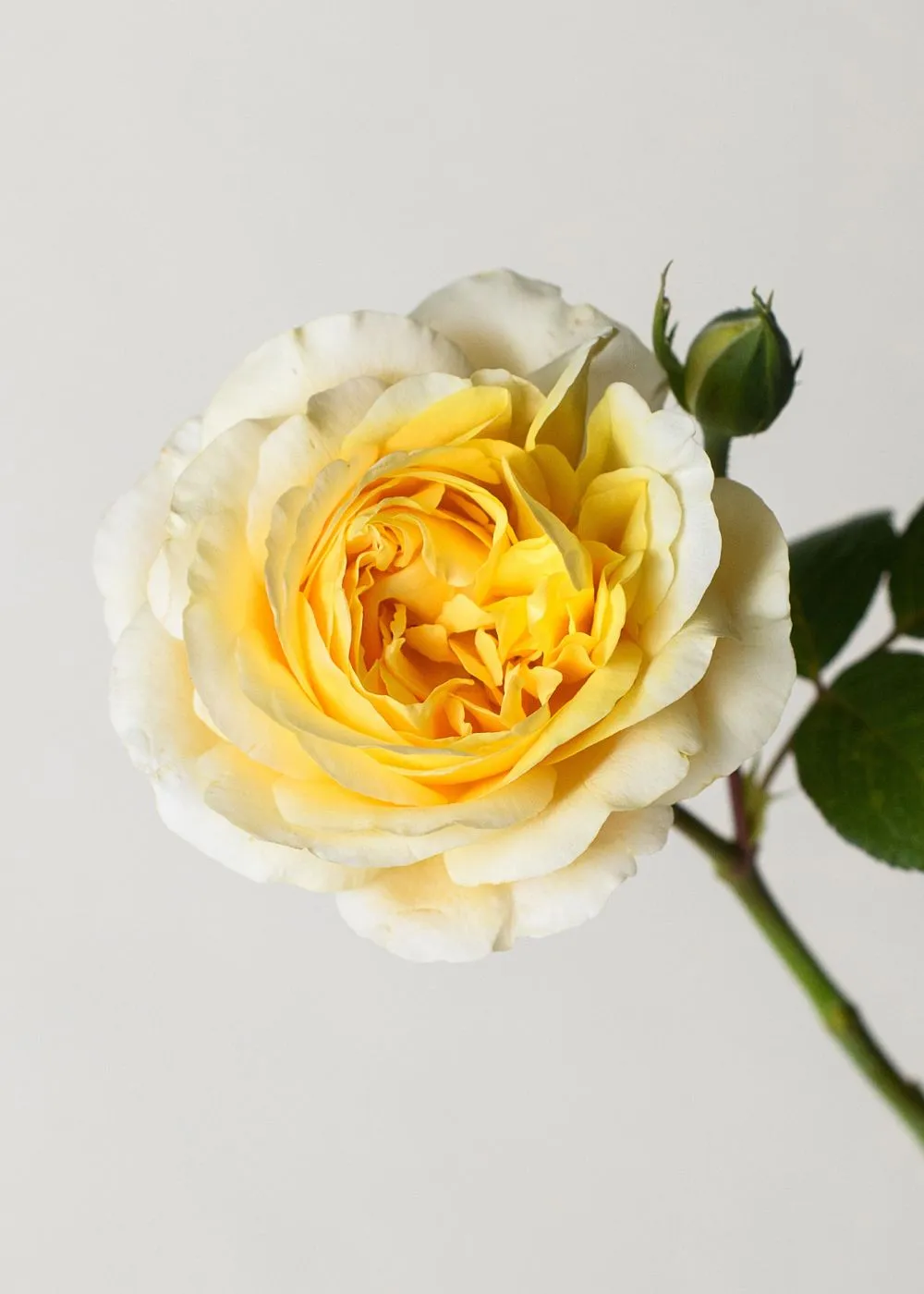 Moonlight Romantica® Rose Bare Root