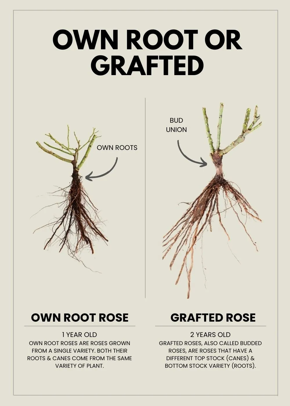 Moonlight Romantica® Rose Bare Root