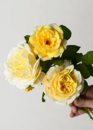 Moonlight Romantica® Rose Bare Root