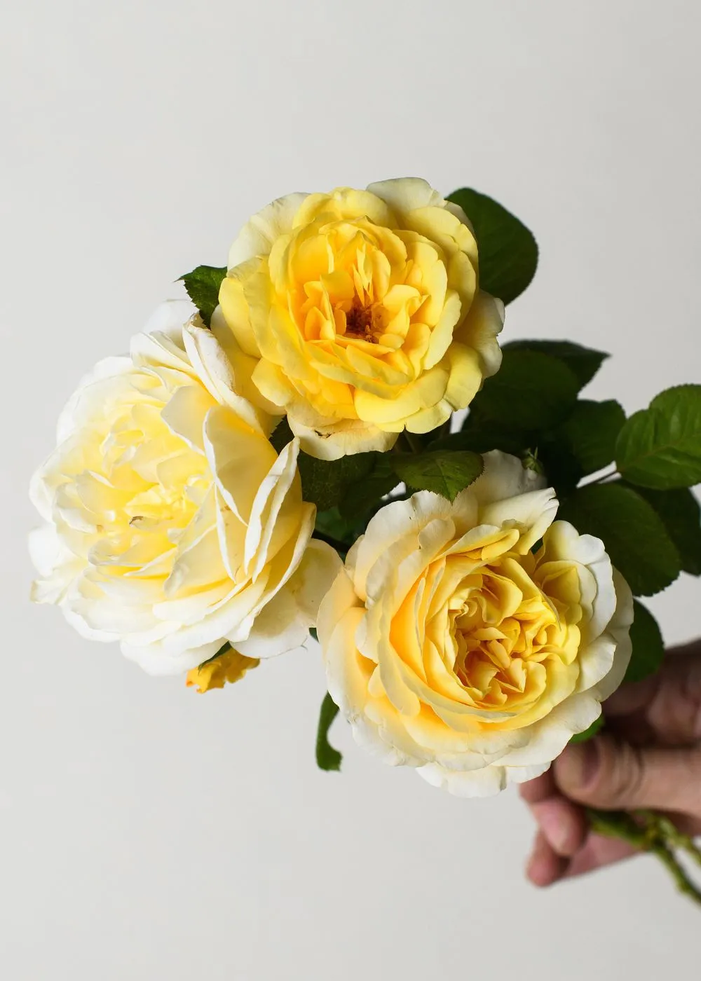Moonlight Romantica® Rose Bare Root